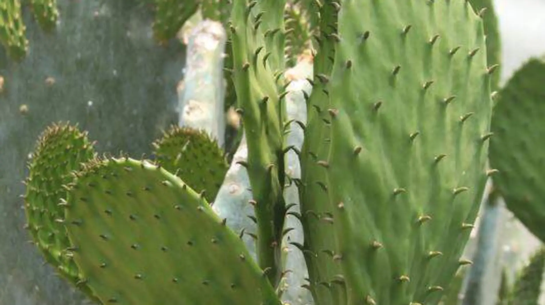 Cultivo nopal (2)